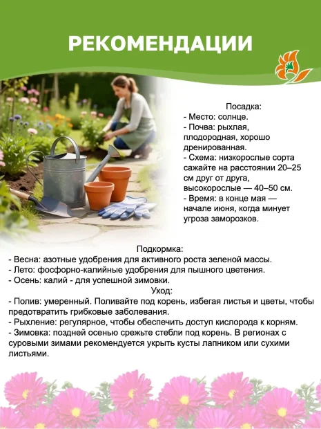 Астра Аден (новобельгийская) 