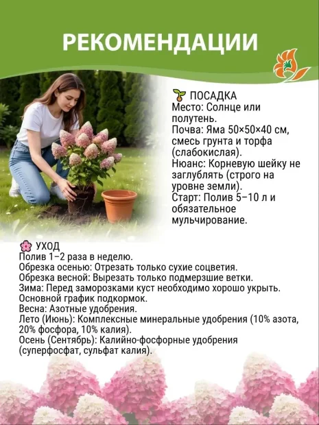 Гортензия Строуберри Блоссом (метельчатая) саженцы 