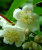 Актинидия Опылитель Брюнет (полигама)