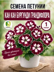 Петуния грандифлора Кан Кан Бургунди Петуния грандифлора Кан Кан Бургунди