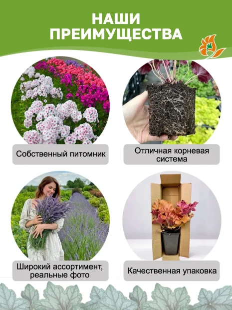 Гейхера Блэк Таффета