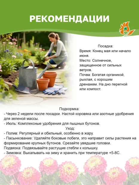 Георгин Колор Спектакль (кактусовидный)