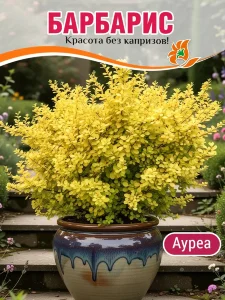 Барбарис Ауреа (Тунберга)