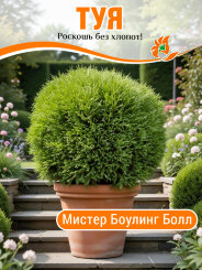 Туя Мистер Боулинг Болл Туя Мистер Боулинг Болл