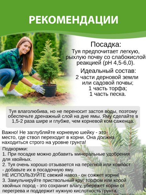 Туя Мистер Боулинг Болл (западная)