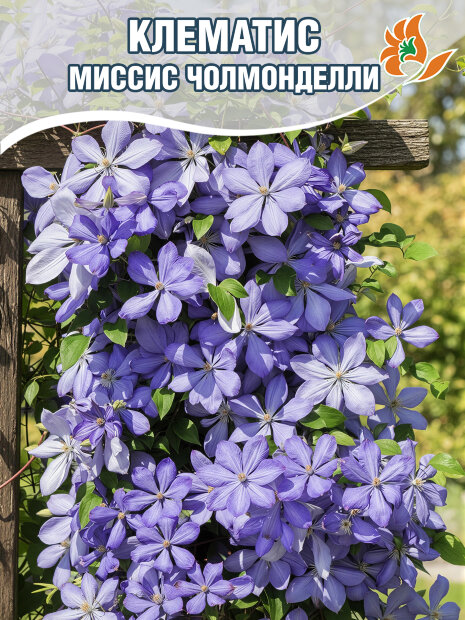 Клематис Миссис Чолмонделли (крупноцветковый) саженцы 