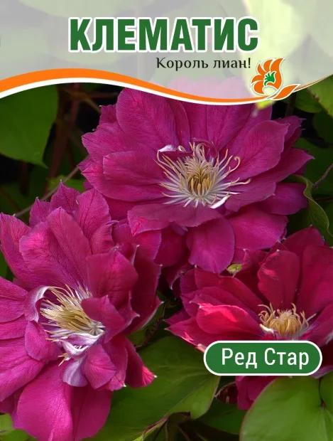 Клематис Ред Стар (крупноцветковый) саженцы 