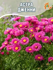 Астра Дженни (кустарниковая)