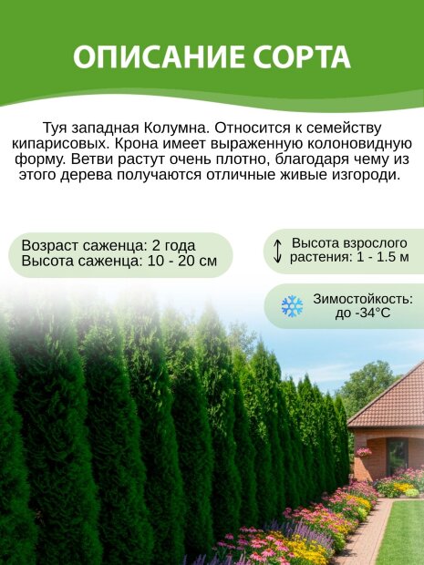 Туя Колумна (западная)