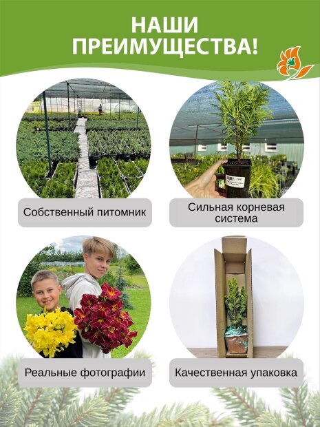 Туя Колумна (западная)