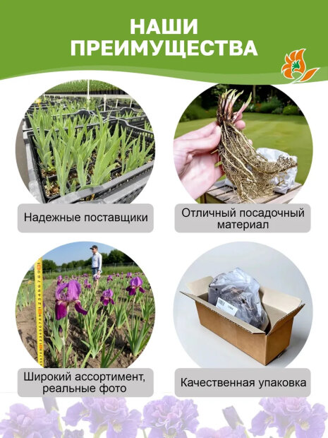 Ирис Пурплишес (сибирский)