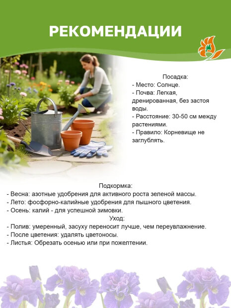 Ирис Пурплишес (сибирский)