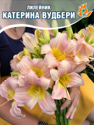 Лилейник Катерина Вудбери Лилейник Катерина Вудбери