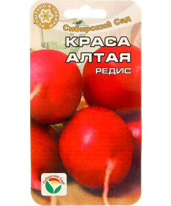 Редис Краса Алтая