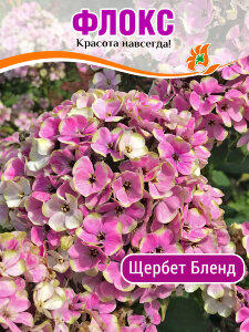 Флокс Щербет Бленд Флокс Щербет Бленд