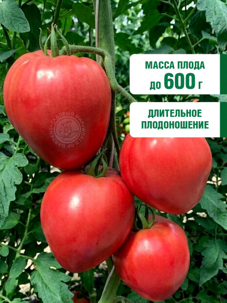 Томат Сердце Сибири семена 