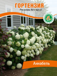 Гортензия Аннабель