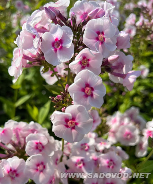 Флокс Джулия (Р9)