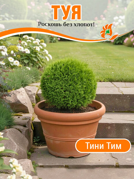 Туя Тини Тим (западная)