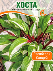 Хоста Распберри Сандей