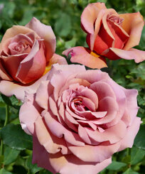 Роза Коко Локо Роза Коко Локо