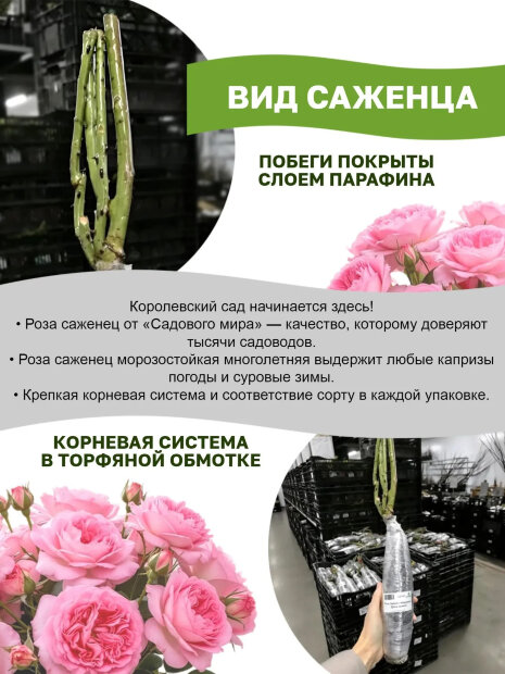Роза Эмильен Гийо 