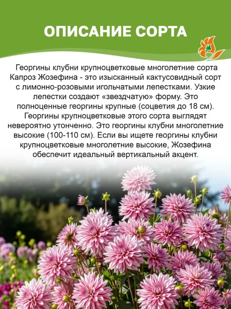 Георгин Капроз Жозефина (бахромчатый)
