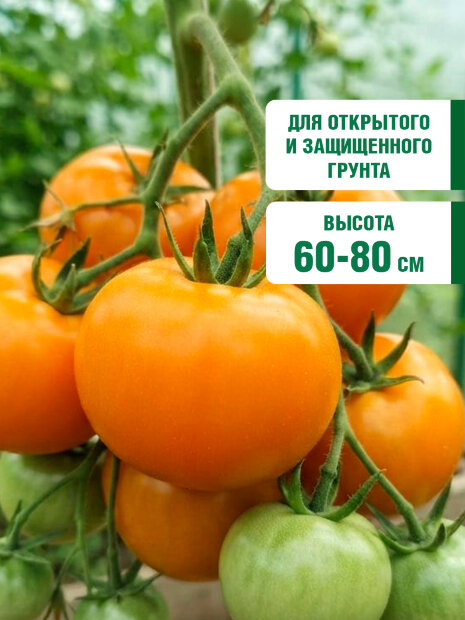 Томат Хурма семена 